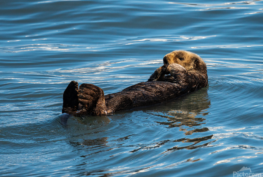 Sea Otter floating in Resurrection Bay near Seward  Imprimer