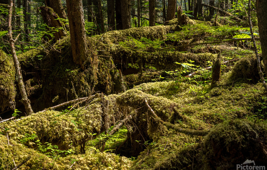 Dense vegetation in temperate rain forest in Alaska  Print