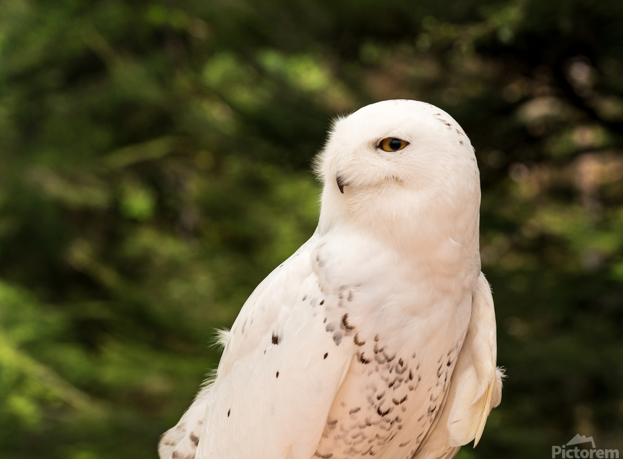 Close up of Snowy Owl against green rainforest  Print