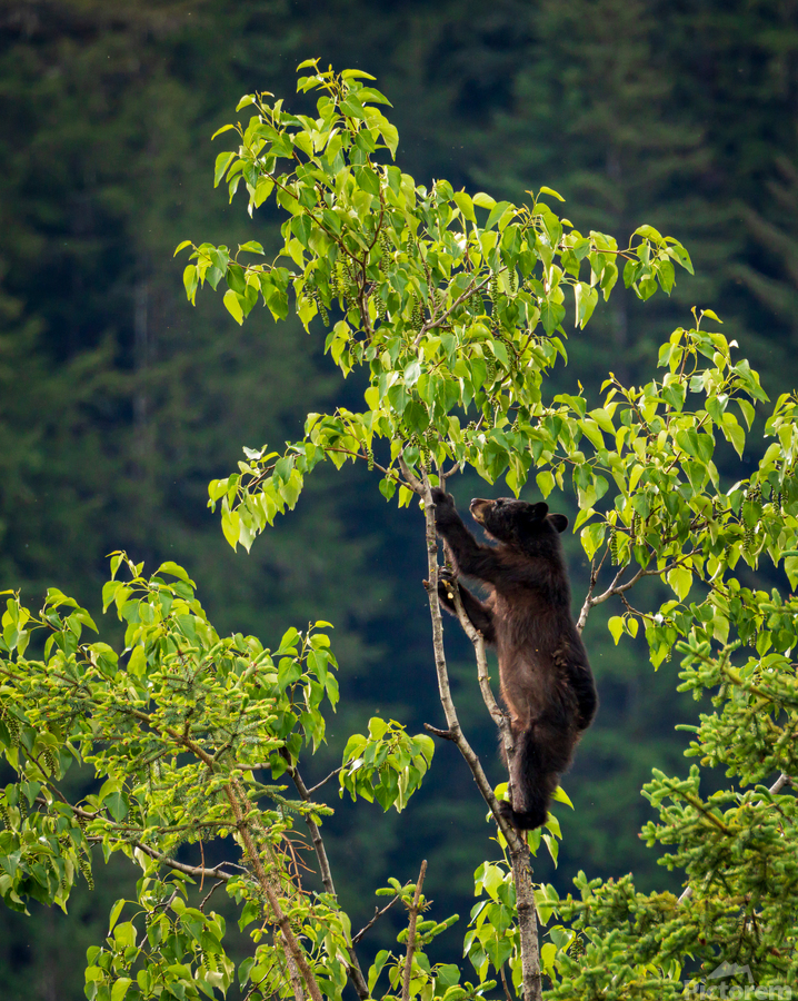 Wild brown or black bear cub high in tree in Alaska  Print