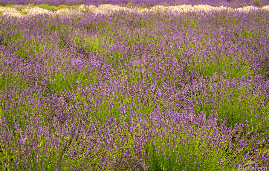 Lavender plants in blossom in early July  Print