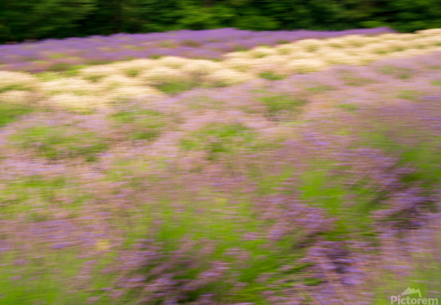 Blurred lavender plants in blossom in early July  Imprimer