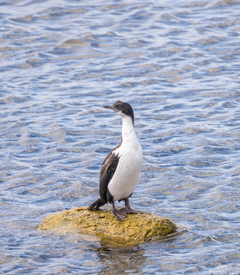 Imperial Cormorant seabird on rock in Punta Arenas Chile  Imprimer