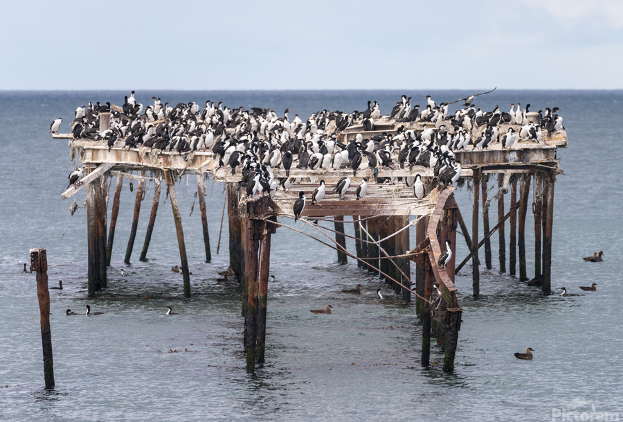 Colony of Imperial Cormorant seabirds in Punta Arenas Chile  Print