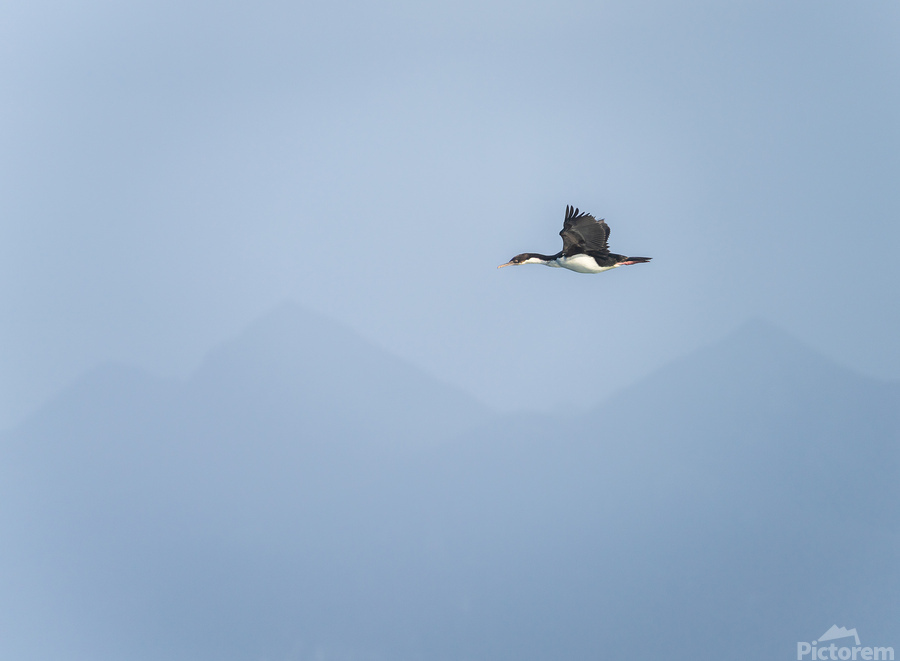 Imperial Shag or Cormorant flying by Cape Horn in Chile  Imprimer