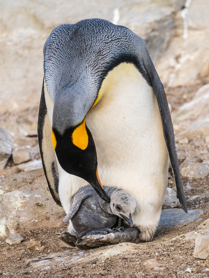 Small chick hiding in the feathers of a King Penguin at Bluff Co  Print