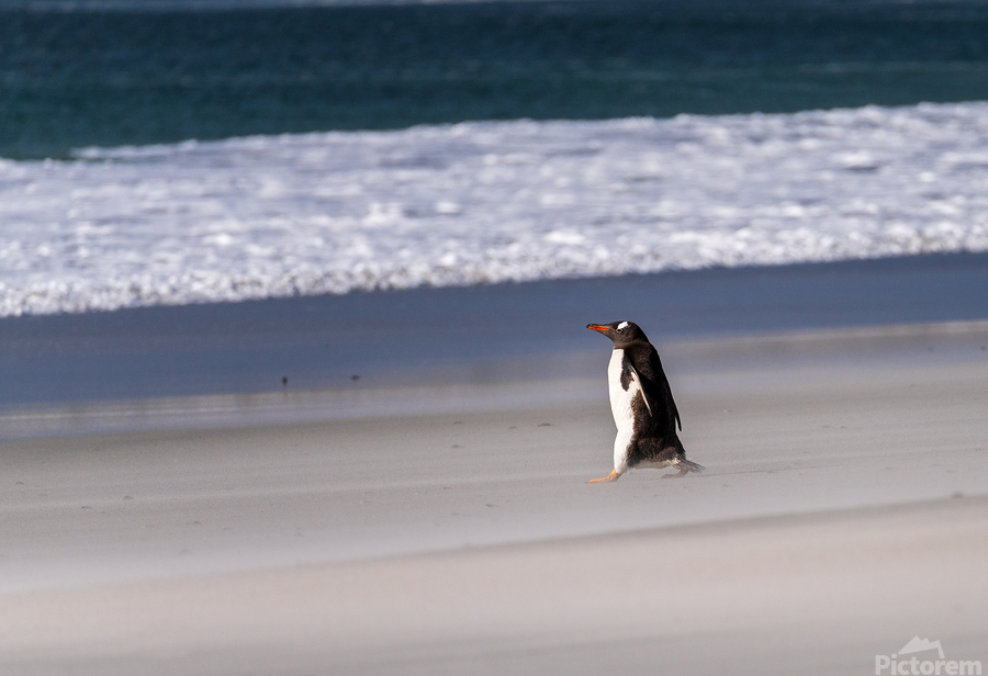 Single Gentoo penguin on Falklands walking to ocean  Print