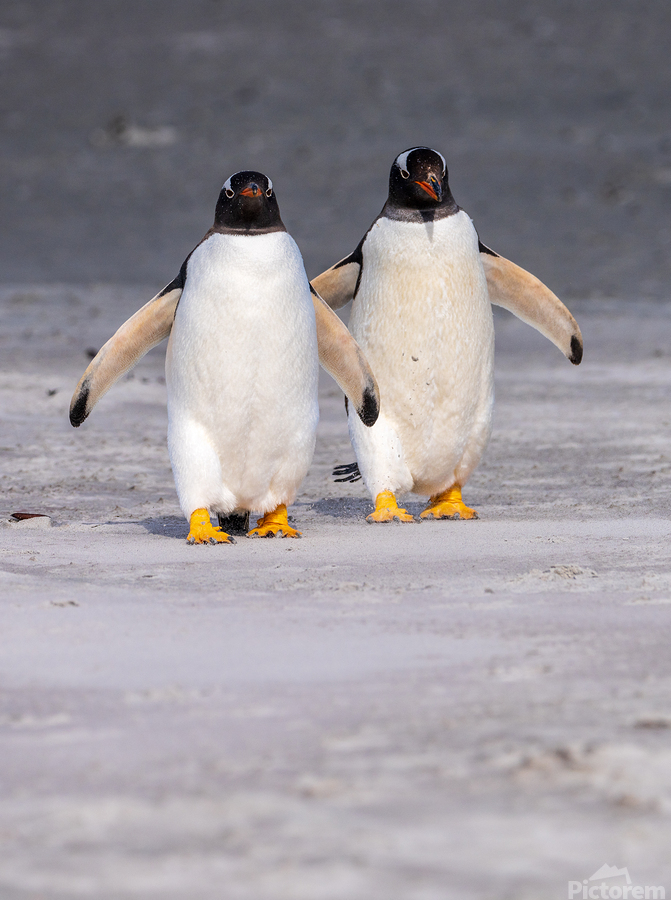 Two Gentoo penguins at Bluff Cove on Falklands walking to ocean  Print