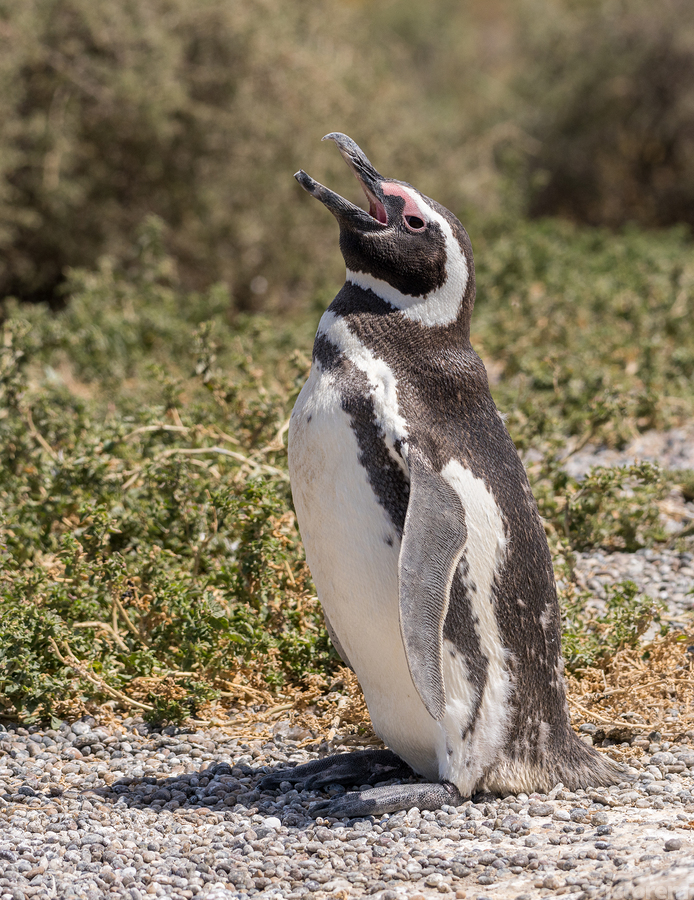 Single magellanic penguin making a call in Punta Tombo  Print