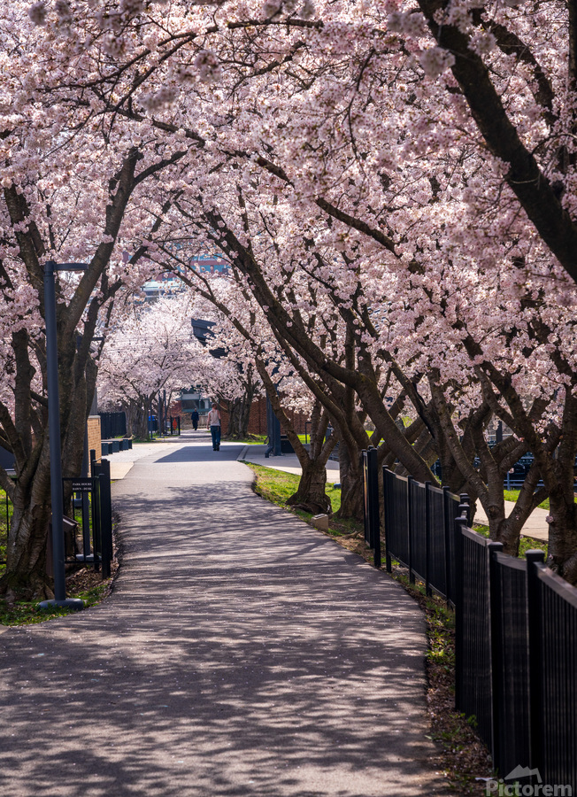 Cherry blossoms over walking trail  by the river in Morgantown W  Print