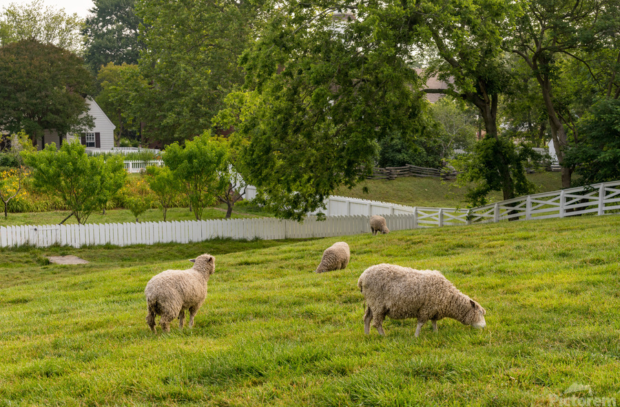 Sheep grazing in meadow in Williamsburg Virginia  Print