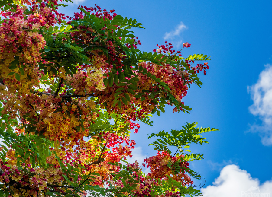 Gorgeous rainbow shower tree blossoms against blue sky  Print