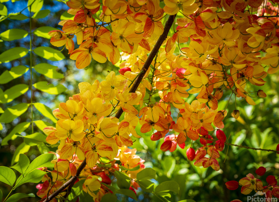 Gorgeous rainbow shower tree blossoms in Hawaii  Print