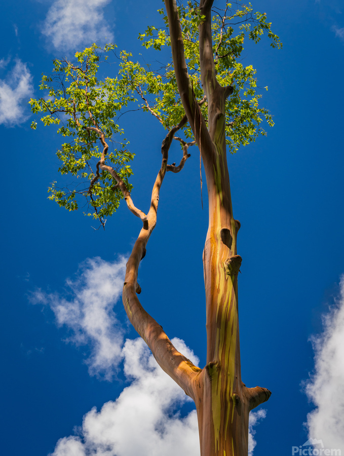 Branches of rainbow eucalyptus trees in Keahua Arboretum  Print