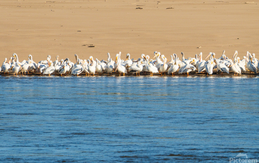 Flock of American white pelicans grouped on sandbank of Mississi  Print