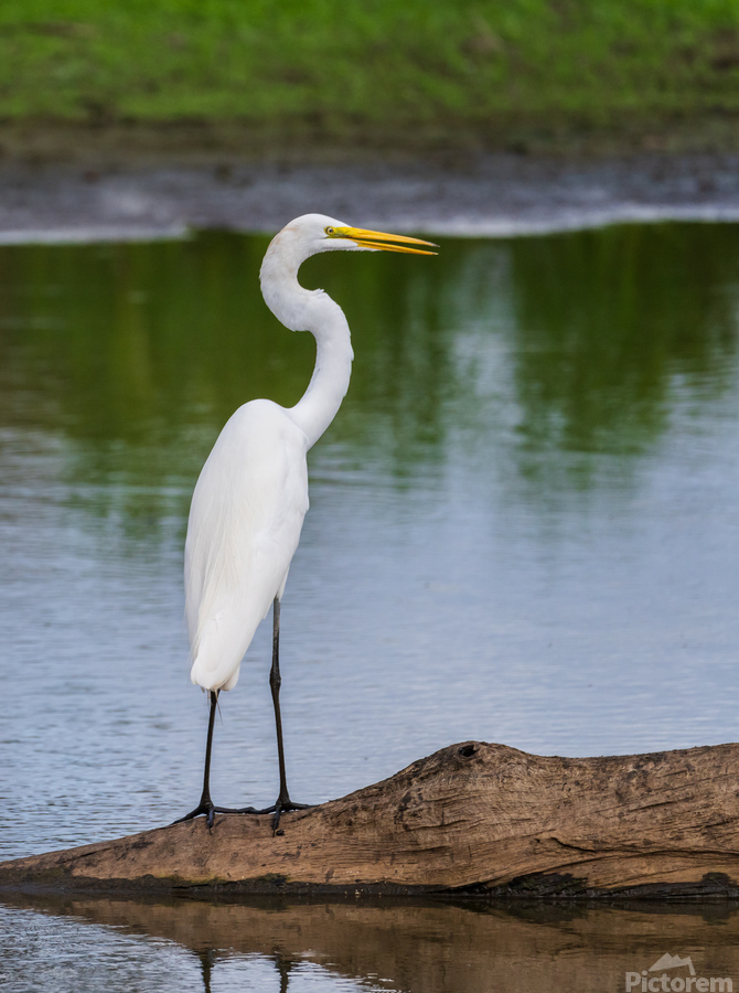 Great Egret on the stumps of bald cypress trees in Atchafalaya b  Print