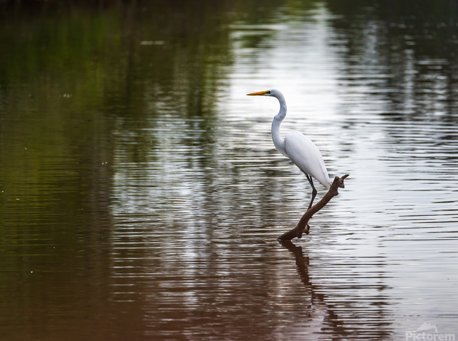 Great Egret on the stumps of bald cypress trees in Atchafalaya b  Imprimer