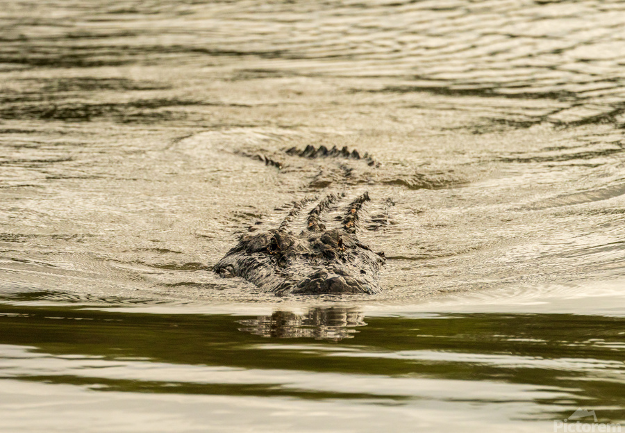 American alligator approaching across calm waters of Atchafalaya  Print