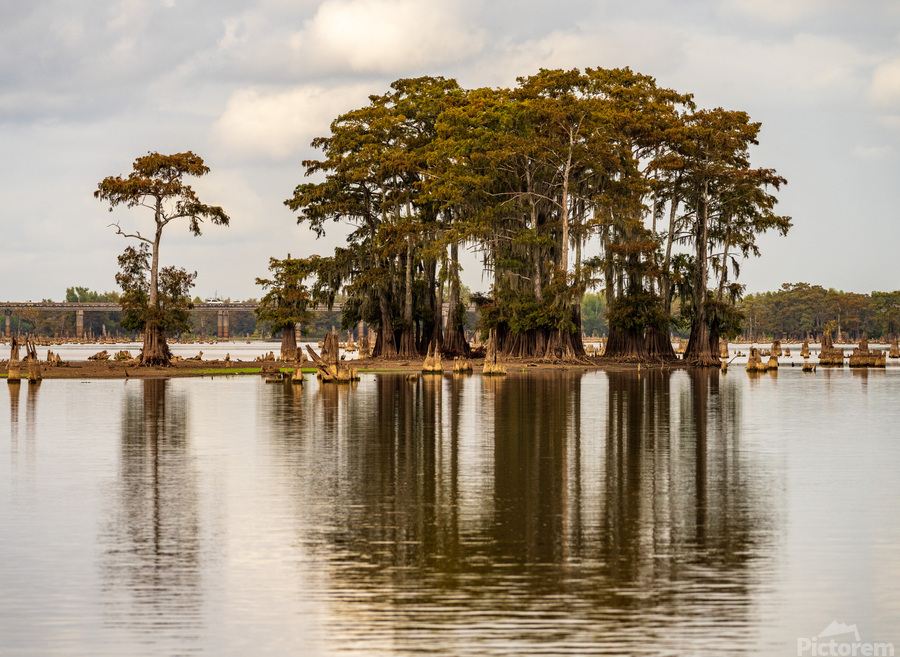 Stand of bald cypress trees rise out of water in Atchafalaya bas  Imprimer