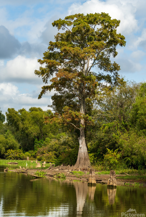 Large bald cypress trees rise out of water in Atchafalaya basin  Print