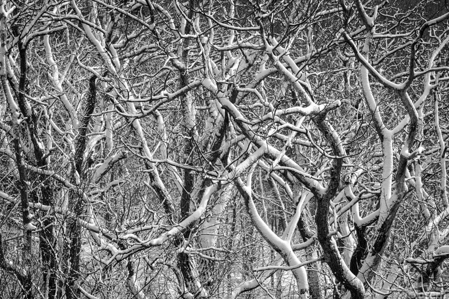 Twisted intertwined snow covered tree trunks at Coopers Rock  Print