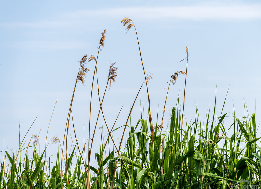 Tall reeds and green grasses sway gently against a light blue sk  Print