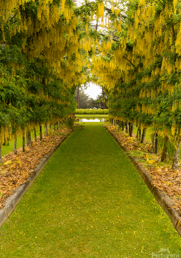 Laburnum Arch in full bloom over grass path  Print