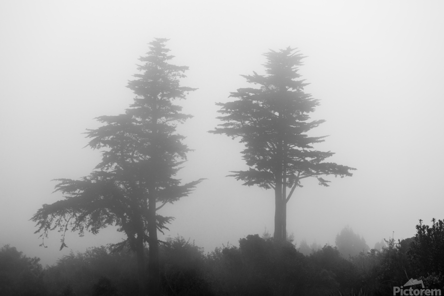 Mist and fog envelop two pine trees  Imprimer