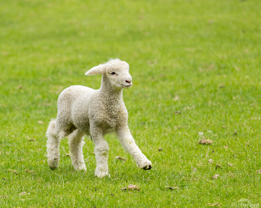 Cute lamb in meadow in New Zealand  Print