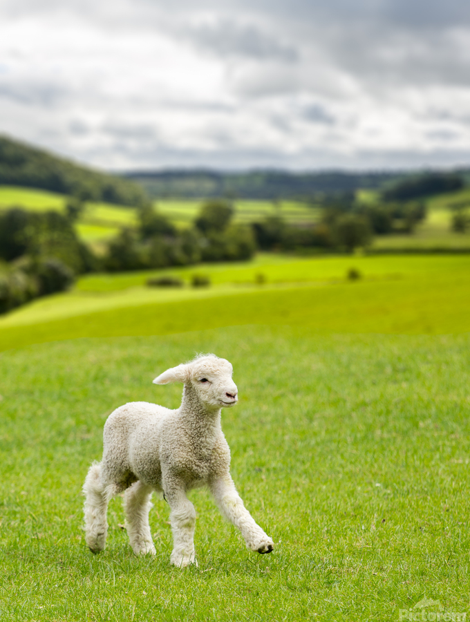 Cute lamb in meadow in wales or Yorkshire Dales  Imprimer