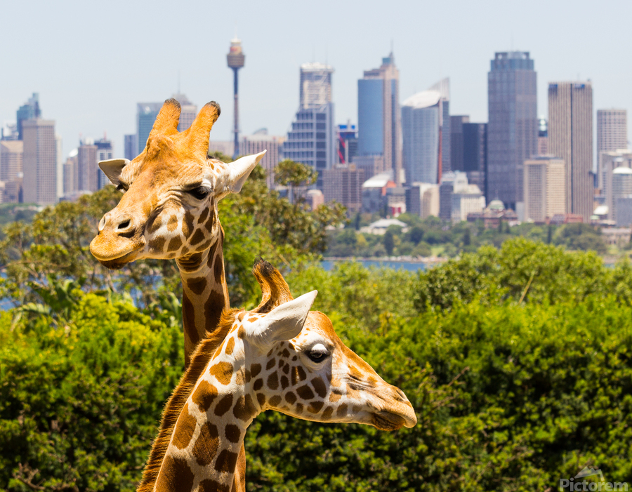 Giraffes with a fabulous view of Sydney  Imprimer