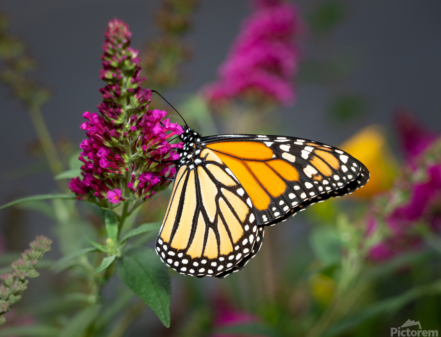Beautiful Monarch butterfly feeding in garden  Imprimer
