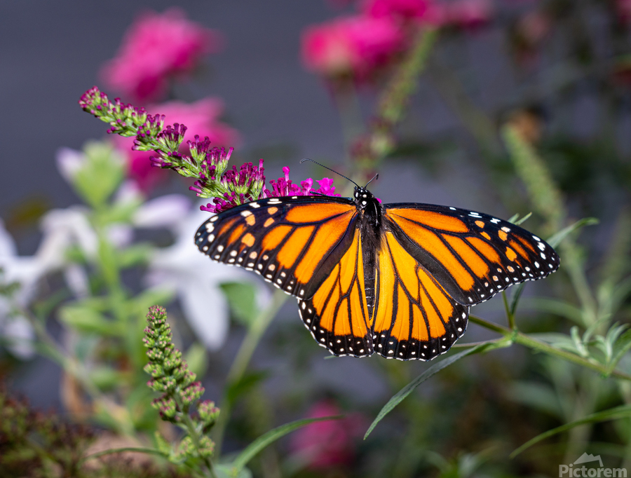 Beautiful Monarch butterfly with wings open  Print