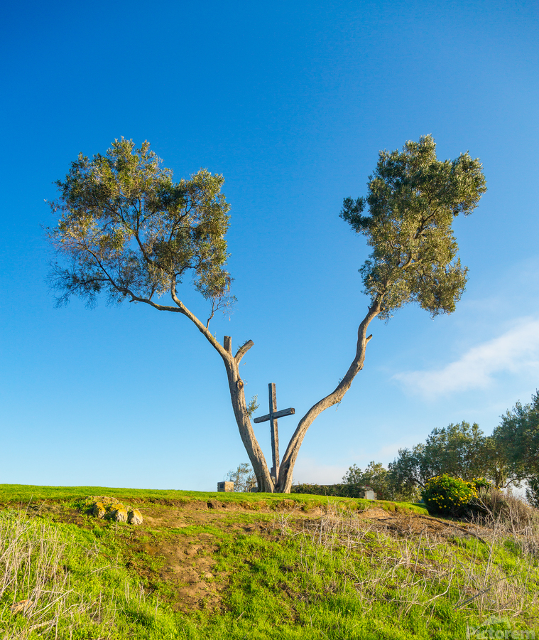 Serra Cross in Ventura California between trees  Imprimer