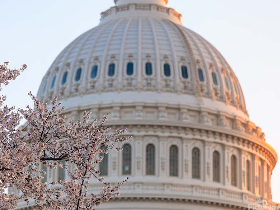 Cherry blossoms by the Capitol dome at dawn  Print