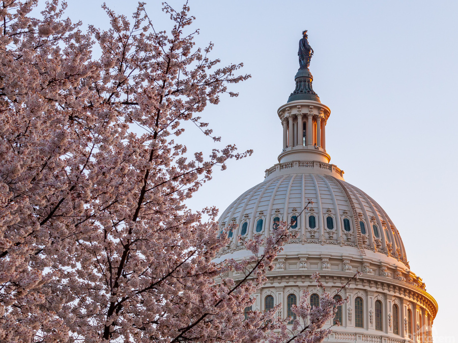 Cherry blossoms by the Capitol dome at dawn  Print