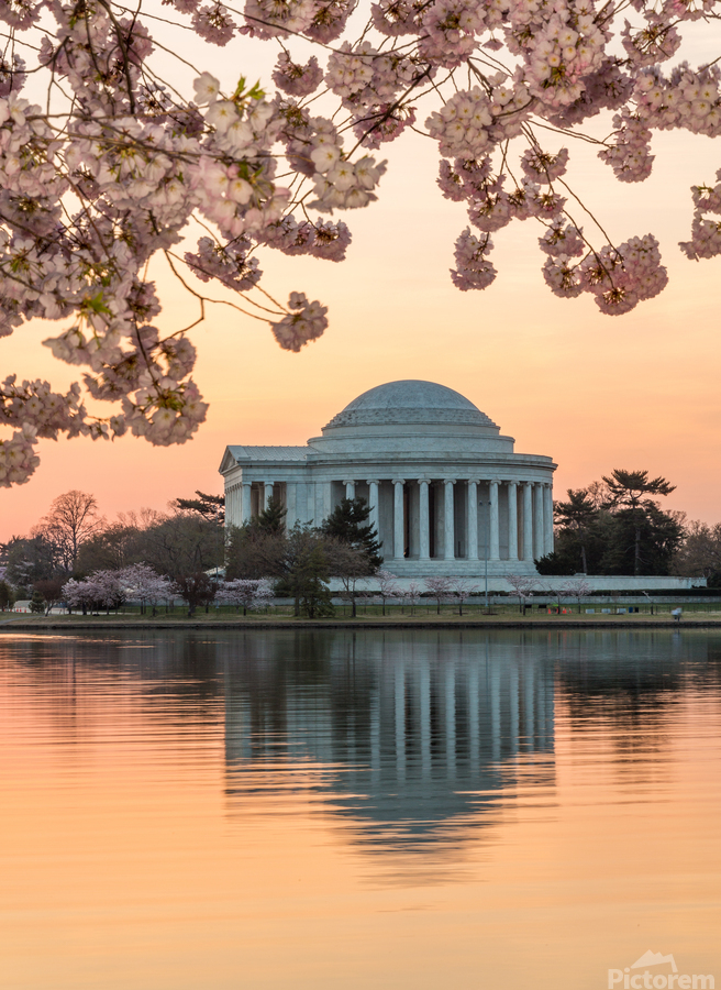 Cherry Blossom and Jefferson Memorial at sunrise  Print