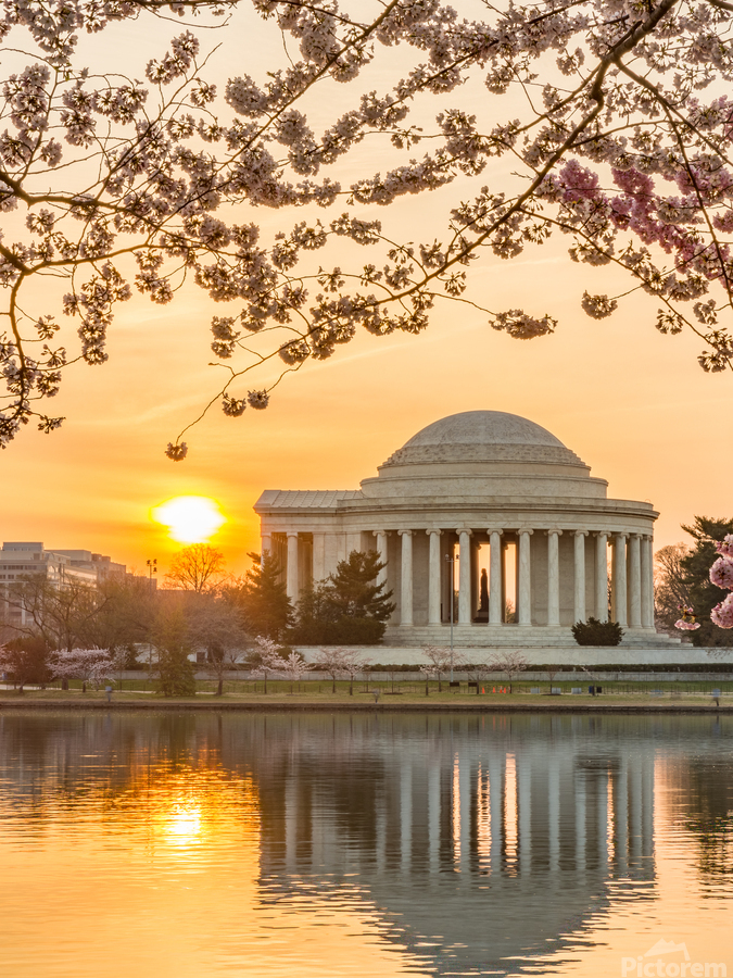 Sun rising by Cherry Blossoms and Jefferson Memorial  Print
