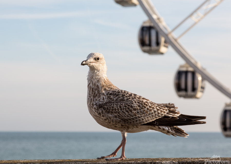 Seagull on promenade in Brighton  Imprimer