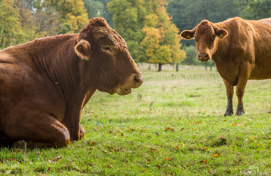 Large brown cow resting in meadow  Print
