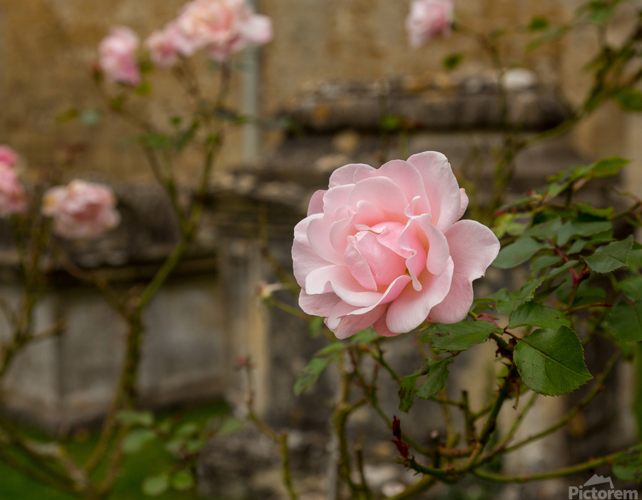 Pink rose in graveyard in Bibury  Print