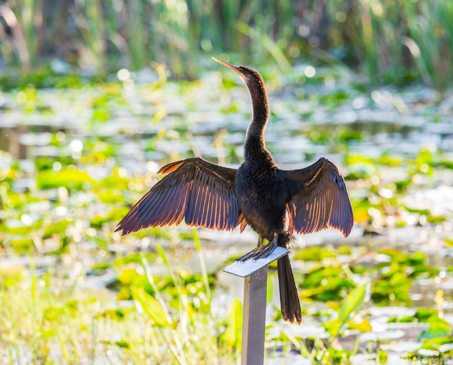 Anhinga bird drying its feathers in Everglades  Imprimer
