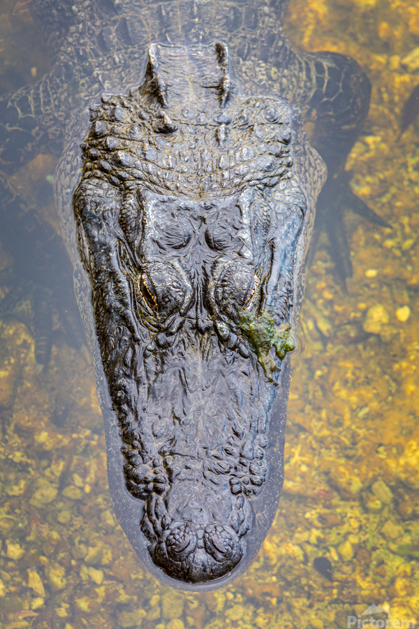 Close up of alligator in Everglades  Print