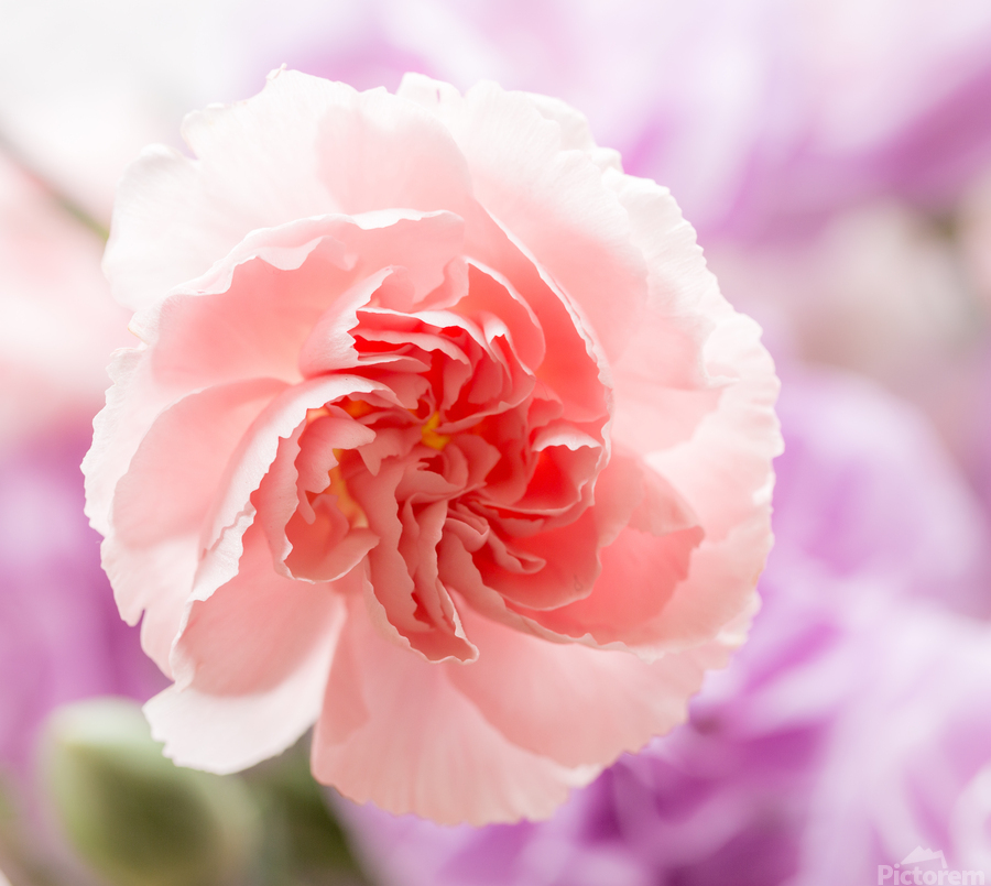 Delicate close up of petals of a carnation  Print