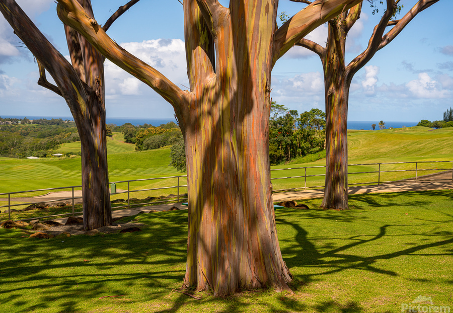 Group of three rainbow eucalyptus trees   Imprimer