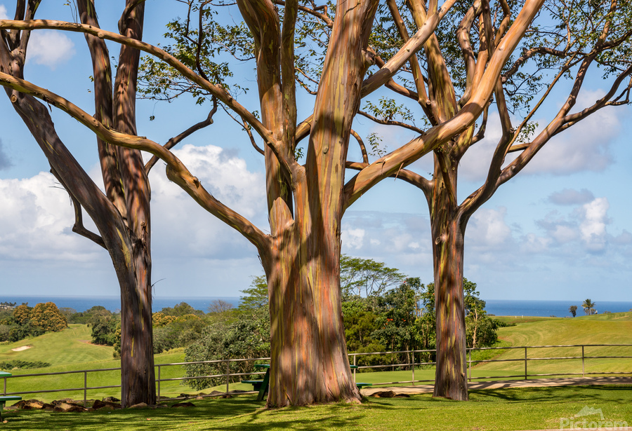 Group of three rainbow eucalyptus trees with golf course on Kauai  Print