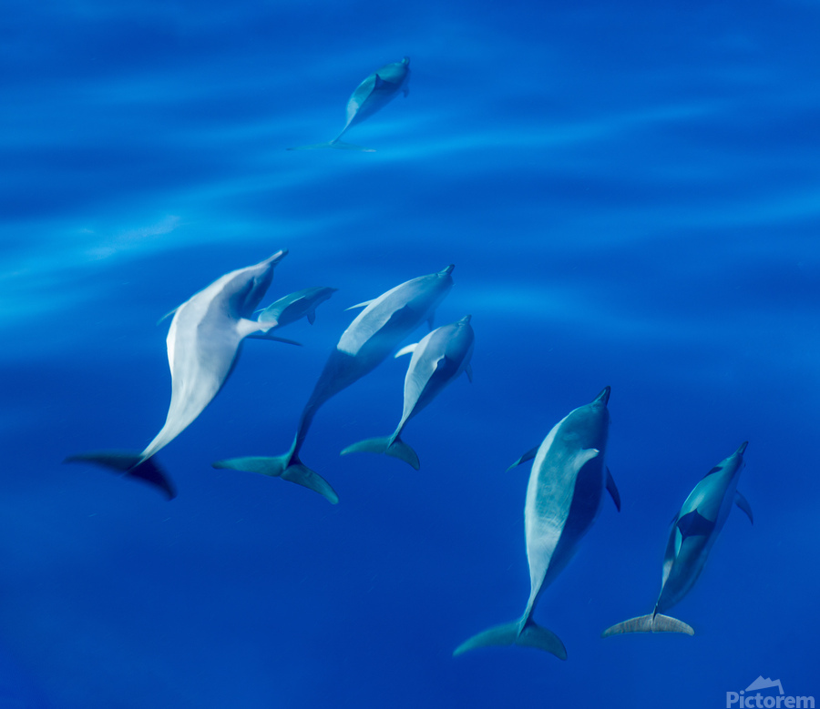 Spinner dolphins off coast of Kauai with leader clearly winning   Print