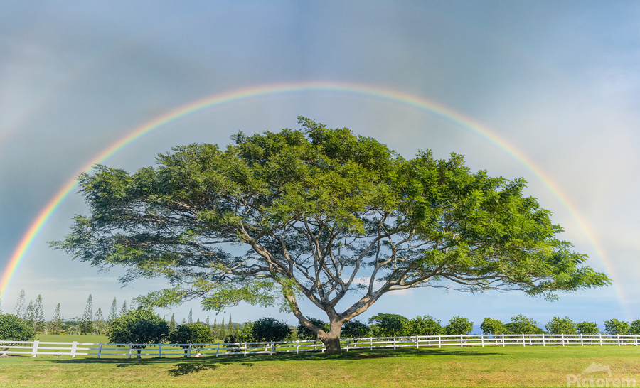 Tree of life with rainbow  Print
