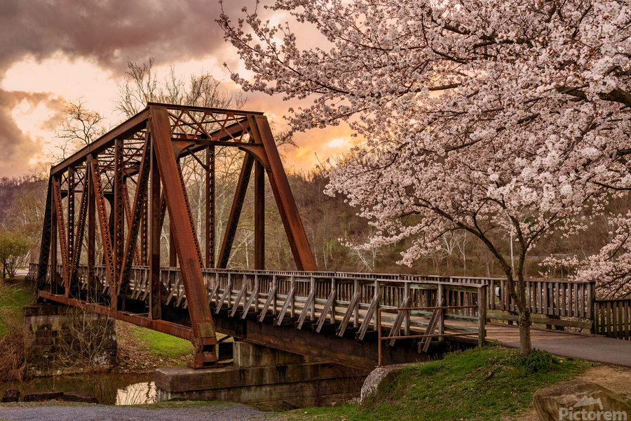 Sunset behind cherry blossoms in Morgantown WV  Print