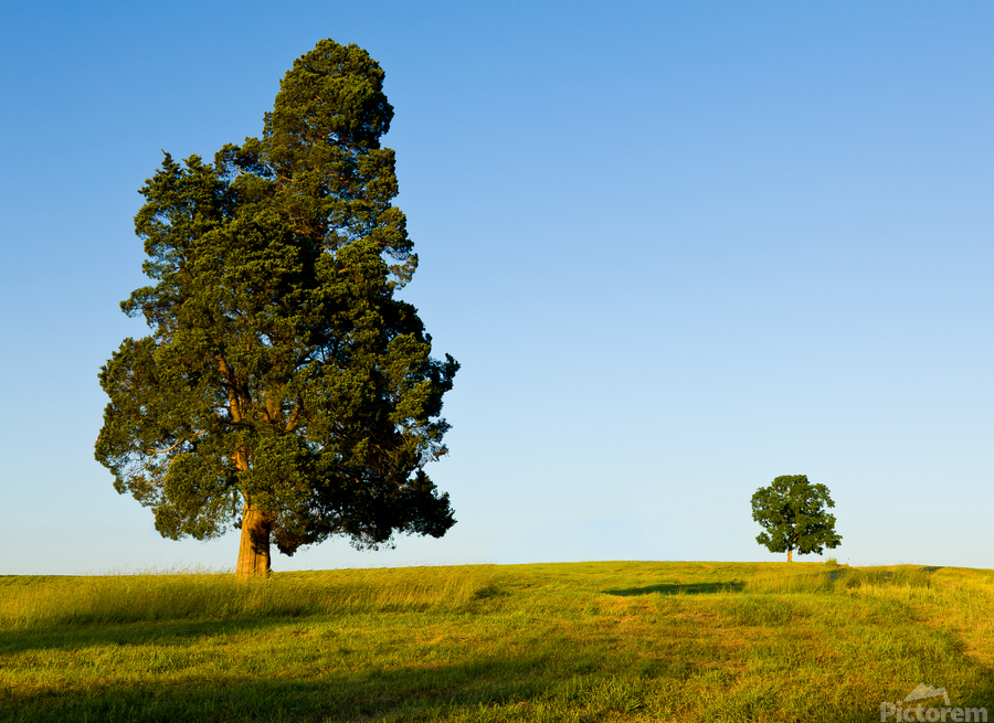 Large tree dominates small tree on hillside  Imprimer